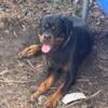 Rottweiler pup (German) 3467414039