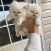 Beautuful flame point Himalayan kittens available in October!