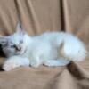 Beautiful TICA Ragdoll Kittens