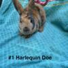 Mini Rex (harlequin)