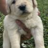 AKC English Cream Golden Retriever puppies