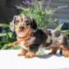 Gorgeous ACA Dachshund Puppies