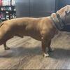 Looking for a LOVING home with other dogs for Spike! 
