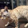 4 mo old Snow Bengals
