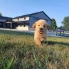 Golden Retriever Puppies