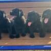 AKC Registered Black and Yellow Lab Puppies 