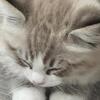 Ragdoll Kitten