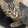 3 month old male kitten