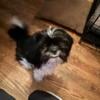 Male shihpoo looking for a home