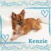 AKC Chihuahua Puppies- Kenzie- Longcoat Female