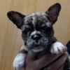 Gorgeous French Bulldog Puppy