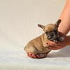 French bulldog puppies