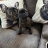 French bulldog puppy (male)