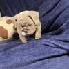 Miniature English Bulldog female pup for sale
