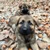 German Shepherd Puppies 