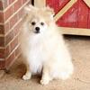 CKC Pomeranian: TIMBER