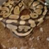 Good family Female Ball Python