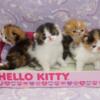 3 Top Quality Persian Kittens 4 Pets!