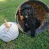 Miniature  poodle male!