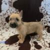 Cairn Terriers - Carlyle, IL