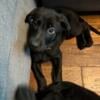 Shepradors (Lab and German shepherd mixed Puppies available.