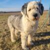 Imported Old English Sheepdog for Stud