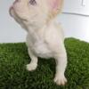 French and English bulldog puppies