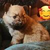 Pomeranian puppy Wisconsin ready 12/23