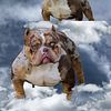 PIXEL OPEN FOR STUD CHOCOLATE TRI MERLE