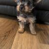 CKC yorkie