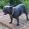 French bulldog female