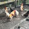 Roosters and hens (laying eggs)