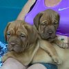 Puppies French mastiff for sale beautifu 