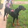 FREE DOBERMAN 8 months old