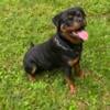 Male Rottweiler for sale