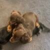 Two long hair chocolate mini dachshunds born 5/29/24 *ready to go*