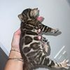 bengal kitten