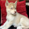 AKC SIBERIAN HUSKY PUPPIES (WE ARE LICENSED & USDA INSP) SERVING NEW ENGLAND SINCE 2014