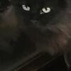 Black kitten, main coon cross