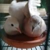 Pair of doves needs a home