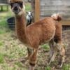 Alpacas & Llamas - Located in GA