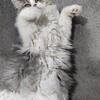 Blue & White Persian Kitten Money Back Guarantee