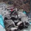merle pomsky puppies available in april