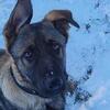 West German Shepherd puppy male