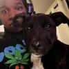 11-Week Pit Bull Terrier Puppy • First Shots • Rehoming Fee $250