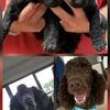 Standard Poodle Puppies 