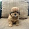 Shorkie pups available