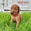AKC Irish Setter Puppy