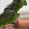 5 year old female parrot