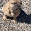 Frenchie Male pup